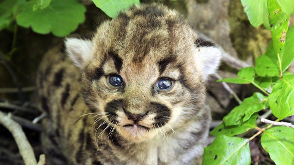 Mountain lion tracked by biologists gives birth to 3 healthy kittens in wilderness outside Los Angeles