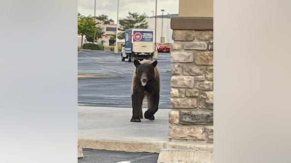 Bear spotted roaming near Prescott Valley Safeway