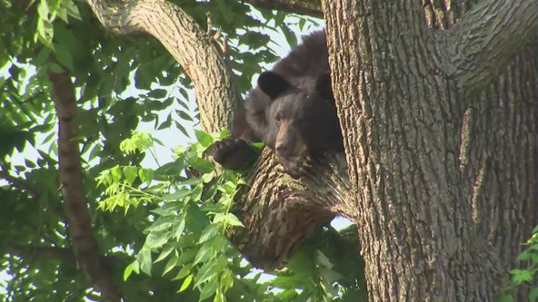 Black bear spotted in DC neighborhood