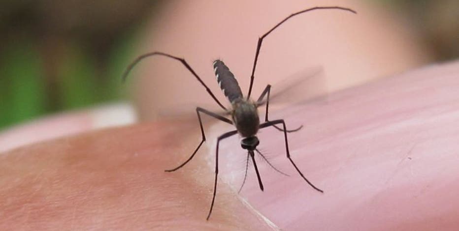 Malaria cases in Texas and Florida are the first US spread since 2003, CDC says