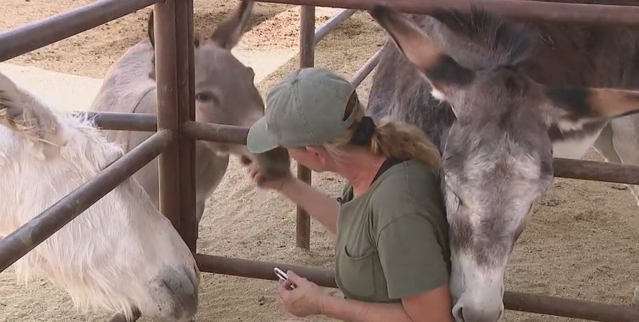 Despite end to Rio Verde water battle, one donkey sanctuary is struggling: 'It's just the worst'