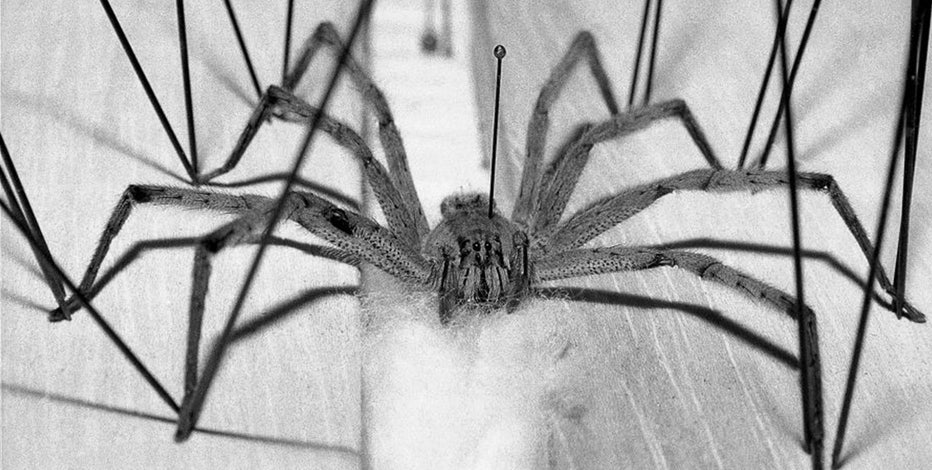 Spider with erection-inducing bite shuts down supermarket, but owners insist store is safe to reopen