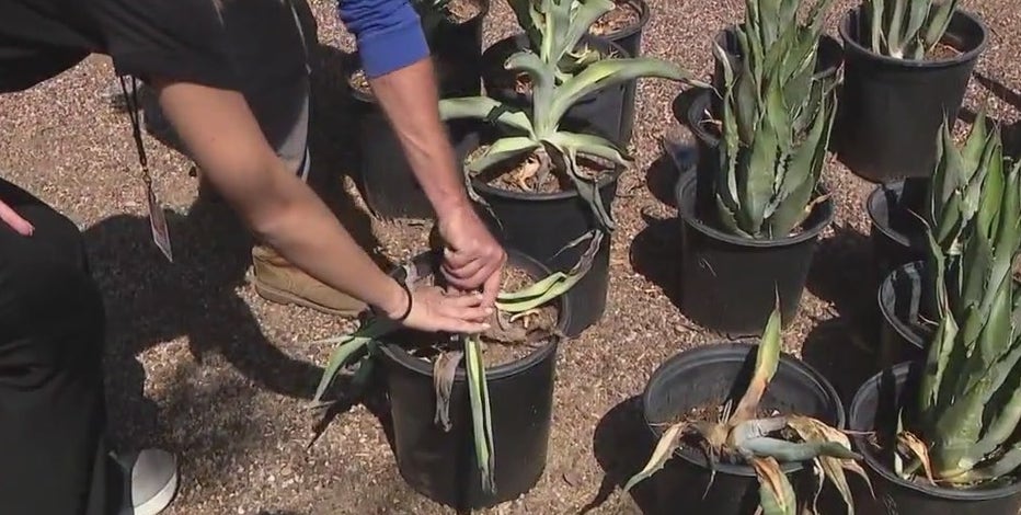 It's not just the saguaros. Agaves in Arizona are melting from the heat