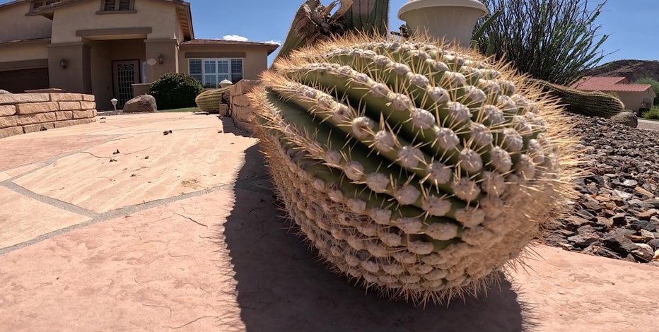 Cactus casualties: Extreme heat takes its toll on Arizona saguaros