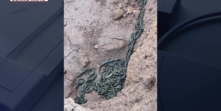 Arizona's high country experiencing salamander invasion of sorts: 'It smells like death'