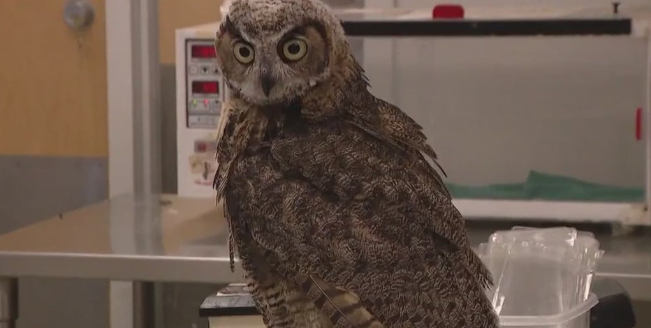 'Wrong' &amp; 'illegal': Orphaned owl held by Arizona resident handed over to Liberty Wildlife 6 months later