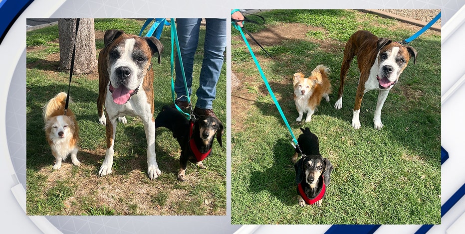 3 bonded senior dogs in Phoenix looking for their forever home after owner passes away