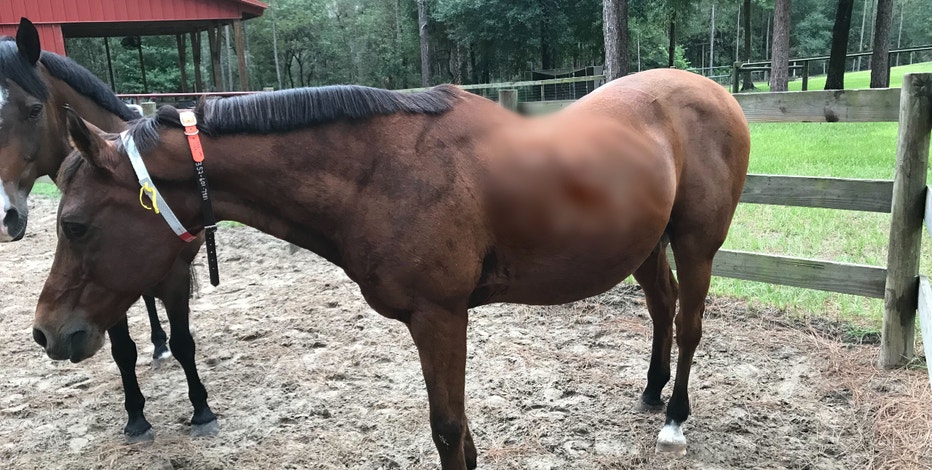 Florida horse trainers prepare animals for Idalia: 'Little bit nerve-racking'