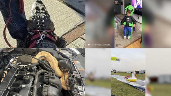 Emotional support alligator, alien abduction costume, car catches field goal: This week's offbeat headlines