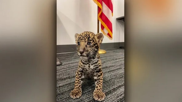 Undercover Texas jaguar cub sting results in country’s first charges under ‘Big Cat Act’