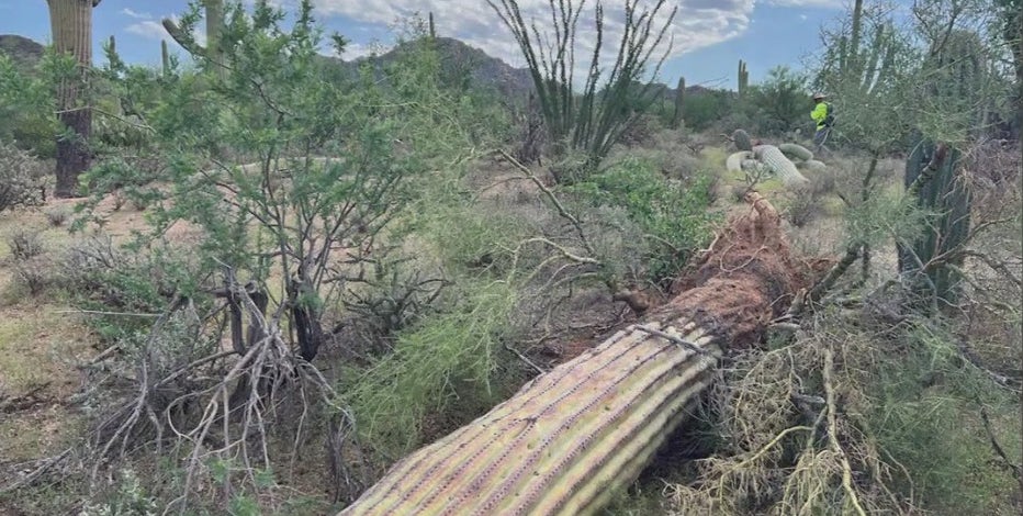 Hundreds of saguaros toppled at Saguaro National Park after strong monsoon storm
