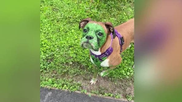 Dog resembles the Hulk after dipping head into lake