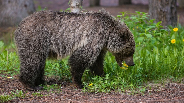 Grizzly bear attack in Banff National Park leaves couple, dog dead