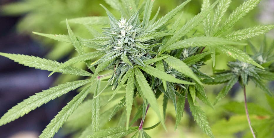 AZDHS officials announce voluntary marijuana recall due to fungus worries
