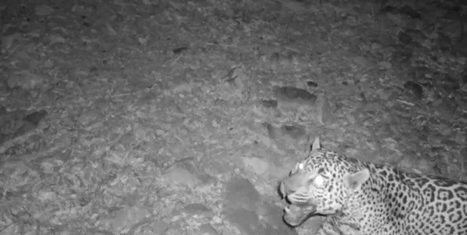Latest jaguar spotted in southern Arizona is a new cat, officials say