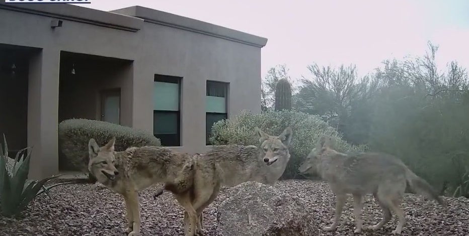 'This is their territory': Wildlife captured on Phoenix man's backyard camera