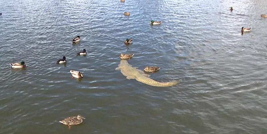 'Alligator' lurking in the water at Mesa park catches visitor's attention
