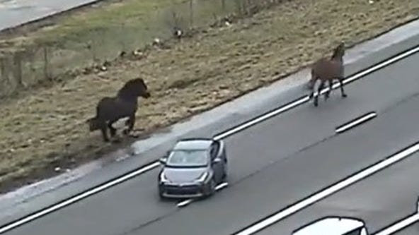 Runaway horses gallop alongside drivers on Ohio highway