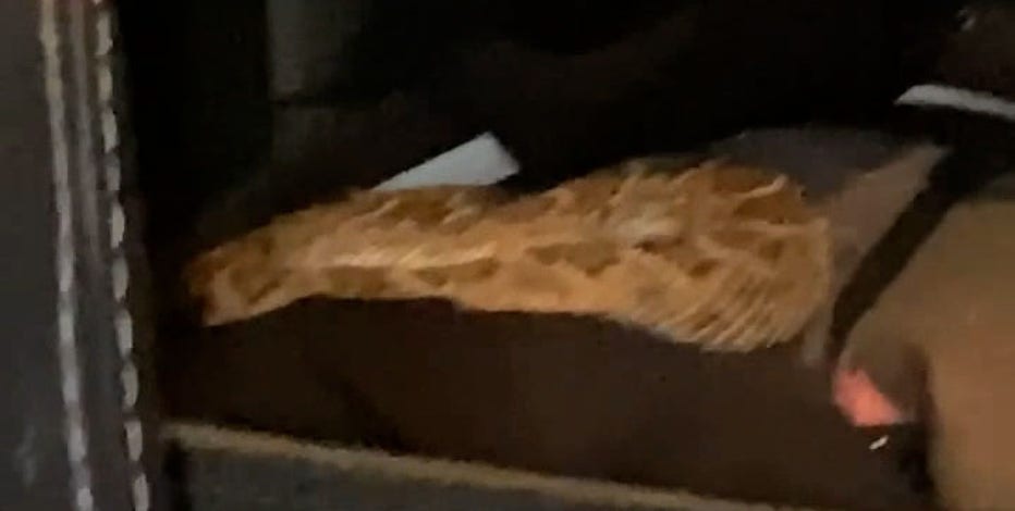 Arizona couple finds rattlesnake in the backseat of the car