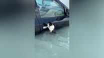 Video: Cat clings to car door in Dubai flooding before being scooped up by rescuers