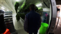 Marijuana in Arizona: Cannabis farm becomes Snowflake's biggest employer