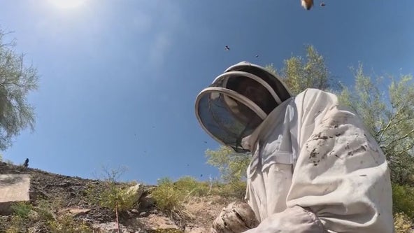 Beehive under control in Peoria after residents reported several stings