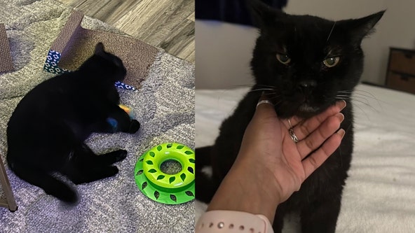 Black cat, Damien, goes missing from Phoenix boarding facility. Have you seen him?