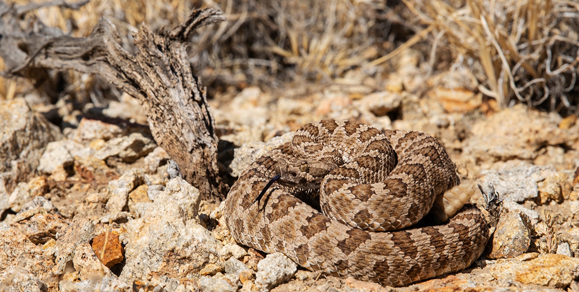 Over 100 rattlesnake bites reported in Arizona in 2024, experts warn of ...