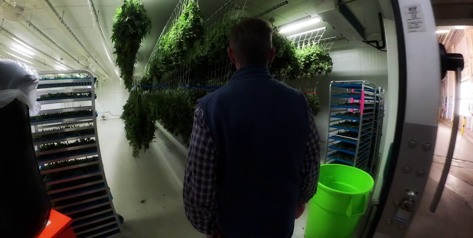 Marijuana in Arizona: Cannabis farm becomes Snowflake's biggest employer
