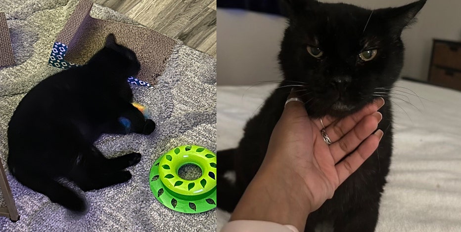 Black cat Damien goes missing from Phoenix boarding facility