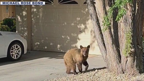 Bear put down after roaming Prescott Valley neighborhood