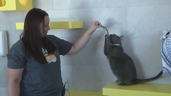 These cats at Arizona Humane Society are looking for jobs, and some love of course