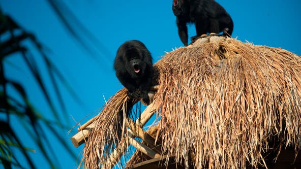 Heatwave in Mexico causes howler monkeys to drop dead from trees
