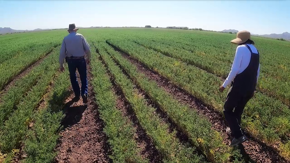 The history of Ramona Farms and how its chickpeas make it to your plate