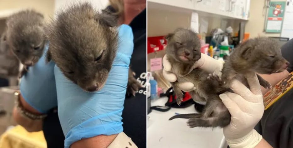 'Kittens' dropped off at Arizona Humane Society turned out to be something else