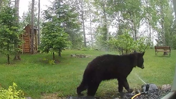 Bear meets sprinkler in northern MN — and it's hilarious: Video