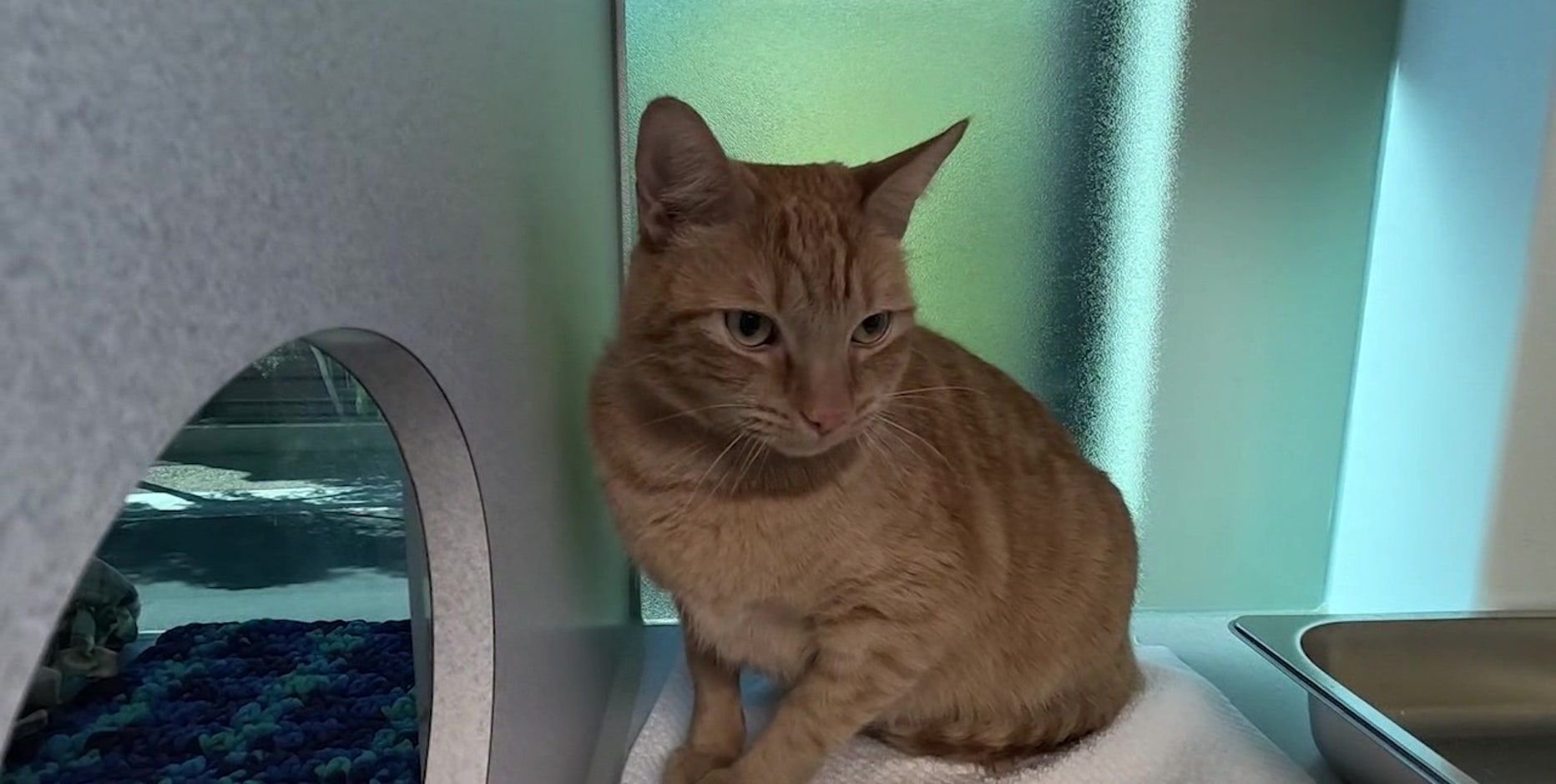 Bird flu in pets: Arizona veterinarian calls for calm while suggesting preventive measures