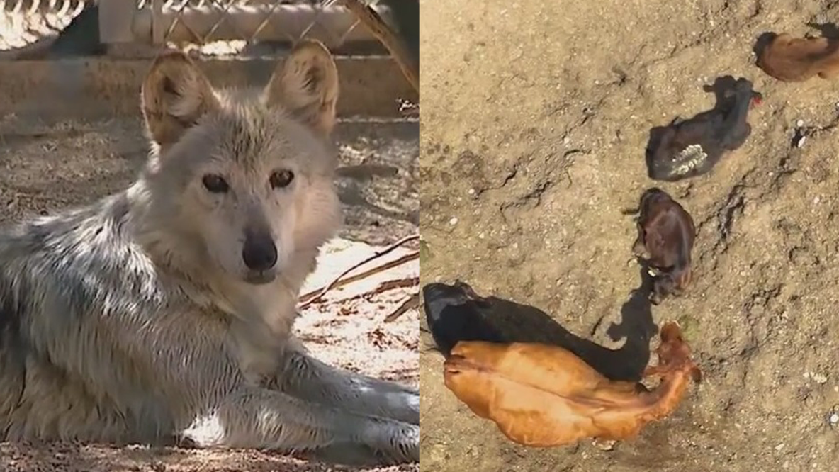 Mexican Gray Wolves vs. Arizona ranchers: A battle reaches Capitol Hill