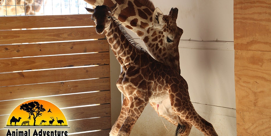 More than 1 million tune in for giraffe birth at Animal Adventure Park