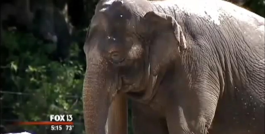 Inside look: Where Ringling's elephants retire