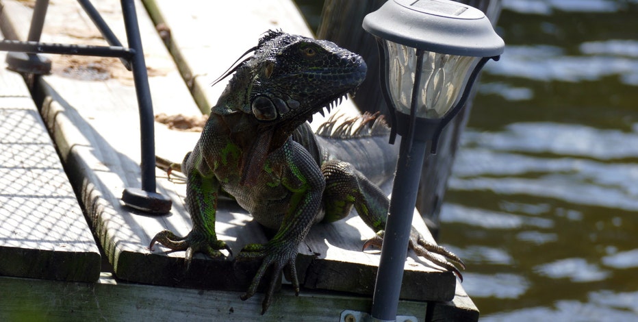 Green iguana sightings reported in Bay Area, Central Florida counties