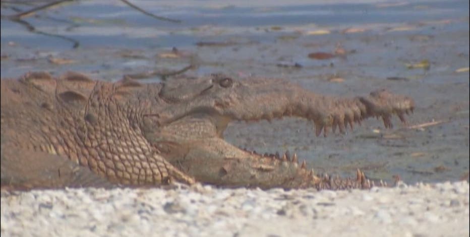 12-foot crocodile spotted sunning itself on Florida beach