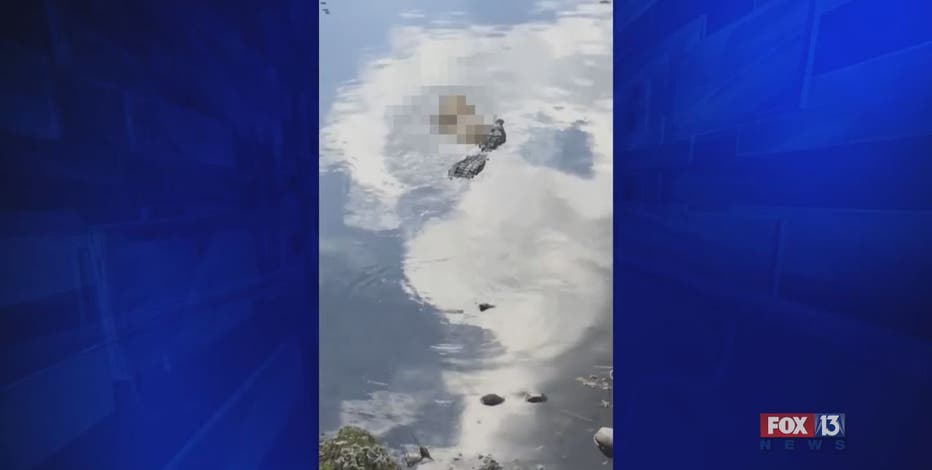 Residents worry after crocodile snatches neighborhood dog