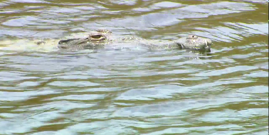 Crocodiles surviving and even thriving outside South Florida nuclear power plant