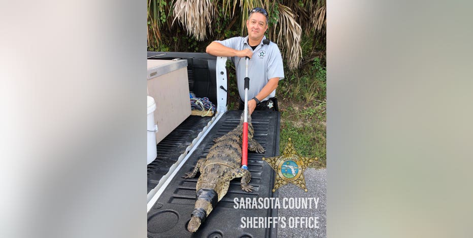 Rare crocodile snapped up outside Englewood home