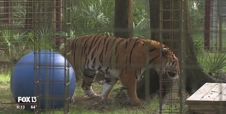 Big Cat Rescue takes in 3 tigers rescued from circus in Guatemala