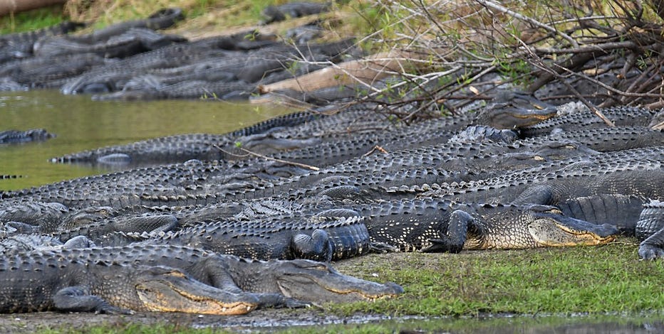 Over 100 gators gather at 'Deep Hole' in Myakka River State Park