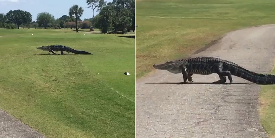 Massive gator slowly treks across Florida golf course