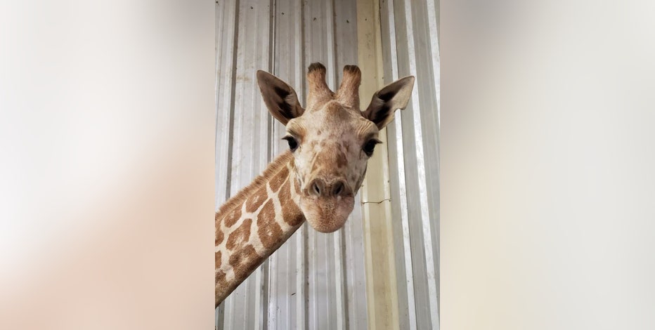 Azizi, April the Giraffe's youngest calf, dies at Texas zoo