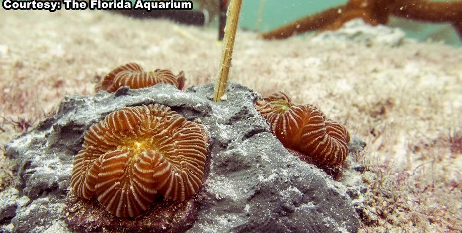 Florida Aquarium helps successfully transplant, grow coral in the wild